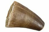 Fossil Prognathodontid Mosasaur Tooth - Feeding Worn Tip #345116-1